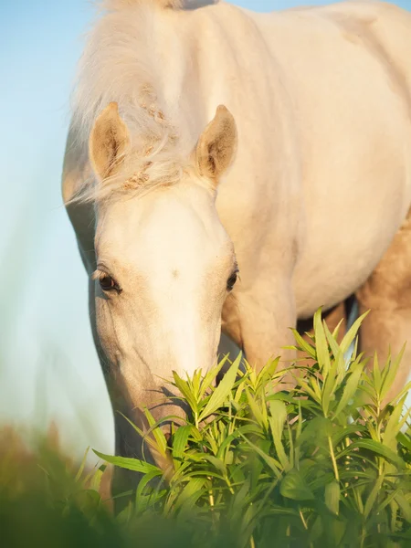 Porträtt av cremello welsh ponny föl. — Stockfoto