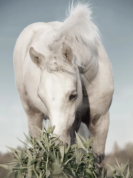 Cremello walisisches Ponyfohlen auf dem Feld. — Stockfoto