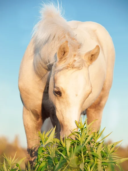 Cremello welsh pony hříbě v poli. — Stock fotografie