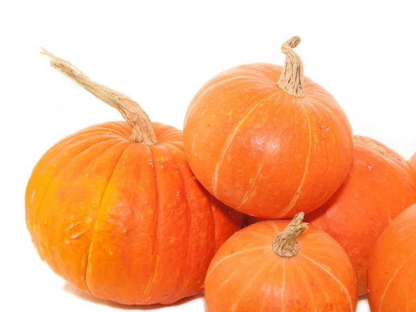 Mini pumpkins over white — Stock Photo, Image