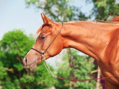 kestane Arap kısrağı portresi