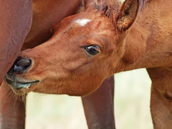 Retrato de potro comendo mãe. de perto — Fotografia de Stock