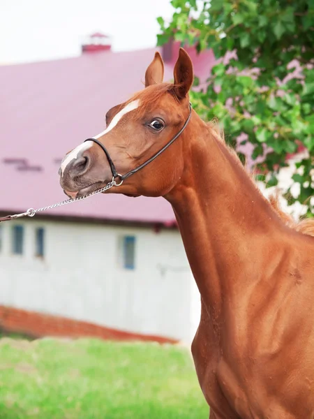 Porträtt av kastanj arabian stoföl — Stockfoto