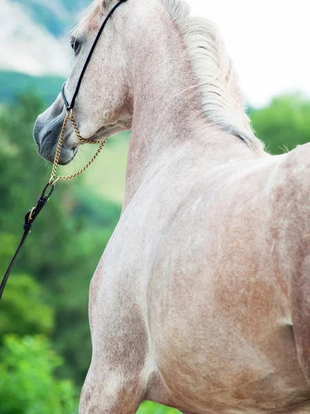 Nice young arabian mare in motion — Stock Photo, Image