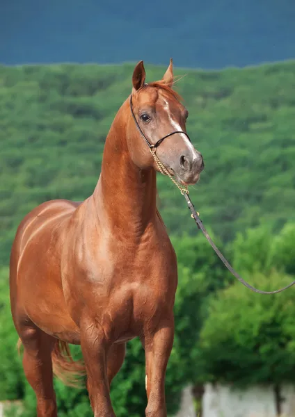 Portrait of wonderful sorrel arabian stallion — Stock Photo, Image