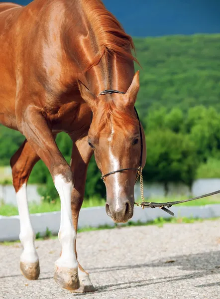 Wandelen mooie sorrel Arabische hengst — Stockfoto