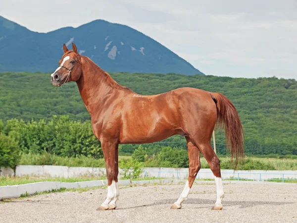 Exterior of arabian chestnut stallion at the mountain backgroun — Stock Photo, Image