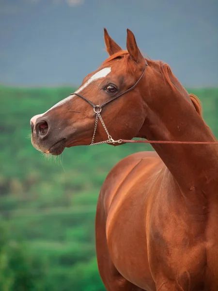 Portret van racing zuring Arabische hengst — Stockfoto