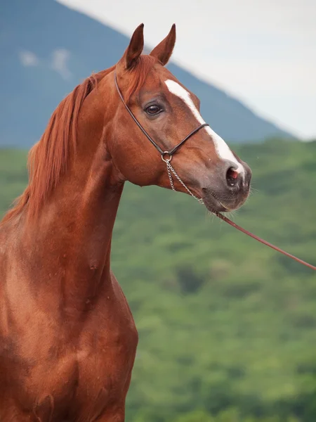 Porträtt av stolta arabian stallion — Stockfoto