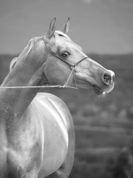 Portret van racing zuring Arabische hengst — Stockfoto