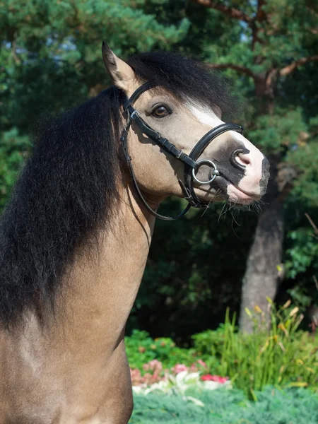 Porträtt av vackra bockskin walesiska ponny — Stockfoto