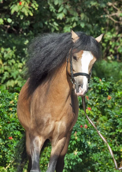 Portrait of Beautiful running buckskin welsh pony — Stock Photo, Image