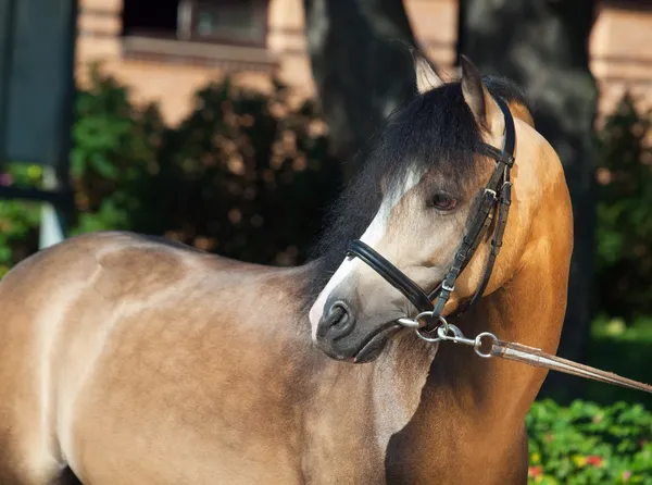 Retrato de hermoso pony galés de buckskin —  Fotos de Stock