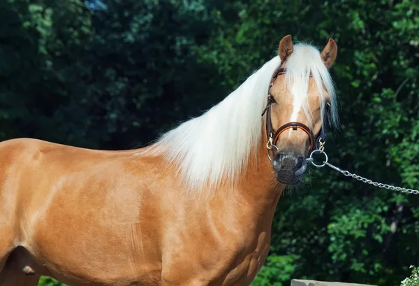 Mooi palomino welsh pony — Stockfoto