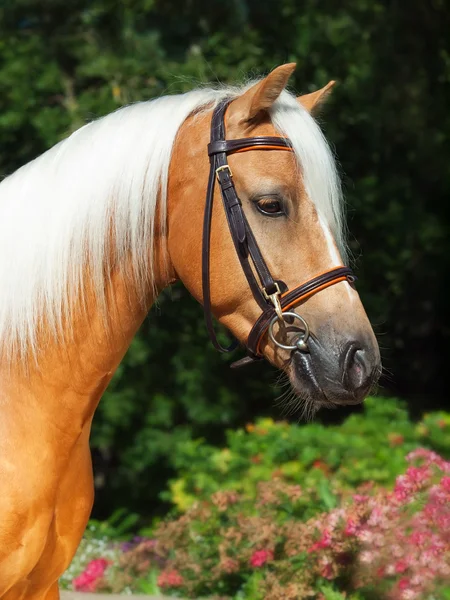 Portrait of beautiful palomino welsh pony — Stock Photo, Image
