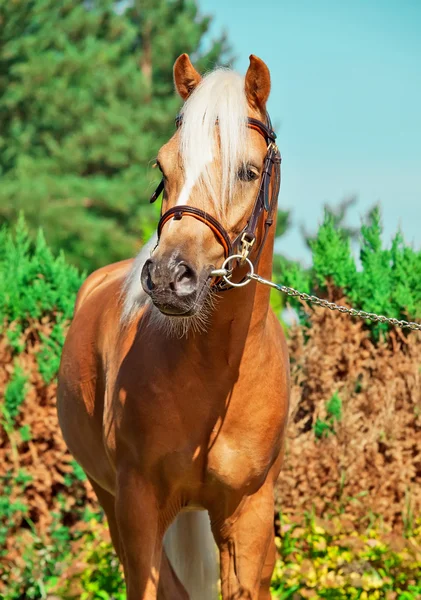 Palomino welsh pony — Stock fotografie