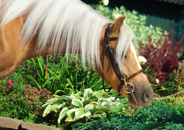 Portrait of beautiful palomino welsh pony — Stock Photo, Image