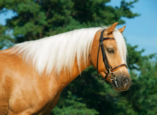 Portret van palomino welsh pony — Stockfoto