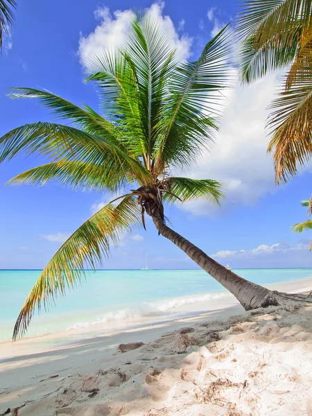 Tropical beach in Dominican republic. — Stock Photo, Image