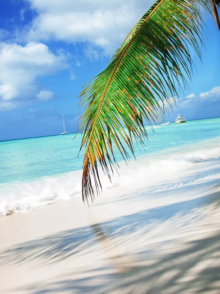 Tropical beach in Dominican republic. — Stock Photo, Image