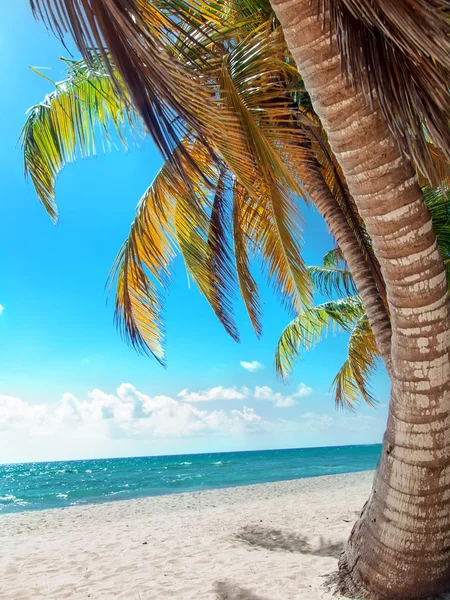 Playa tropical en República Dominicana. Saona. — Foto de Stock