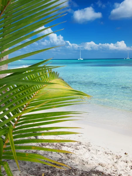 Tropical beach in Dominican republic. Caribbean sea. island Saon — Stock Photo, Image