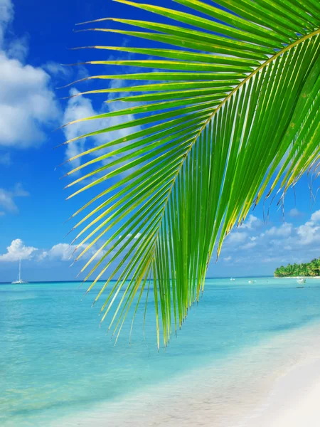 Tropical beach in Dominican republic. Caribbean sea — Stock Photo, Image