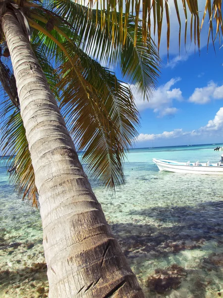 Palm tree at tropical beach in Dominican republic. — Stock Photo, Image