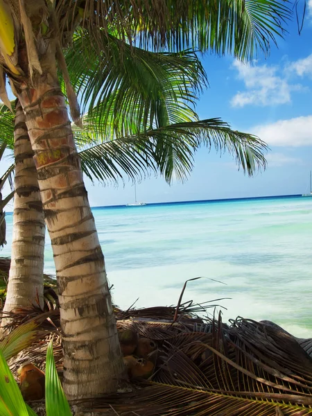 Тропический пляж в Доминиканской республике. Карибское море — стоковое фото