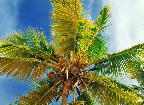 Кокосы на пальме — стоковое фото