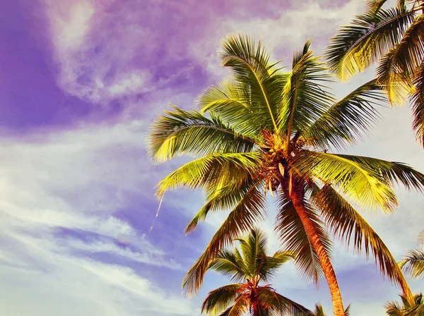 Coconuts palm tree at blue background — Stock Photo, Image