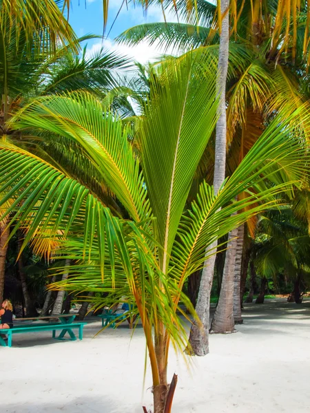 Young palm tree. Dominicana — Stock Photo, Image