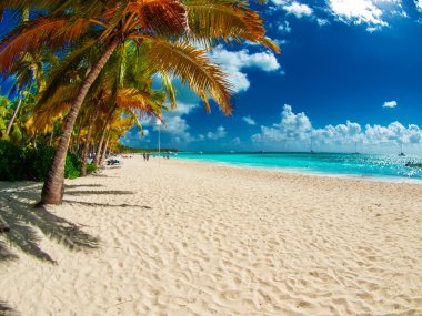 tropical beach in Dominican republic. Caribbean sea. Saona islan clipart