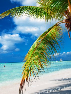 tropik sahil Dominik Cumhuriyeti. Karayip Denizi. saona adalar