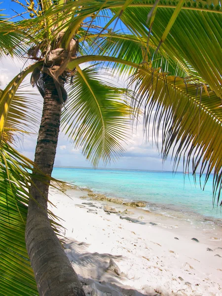 Tropical beach in Dominican republic. Caribbean sea. — Stock Photo, Image