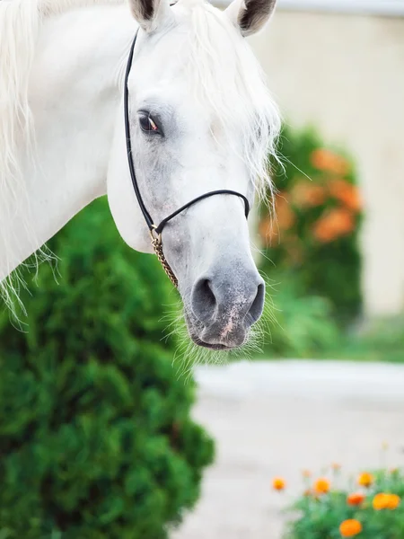 Portrait of white arabian stallion — Stock Photo, Image