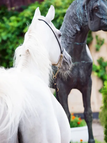 Портрет белого арабского жеребца со статуей лошади — стоковое фото