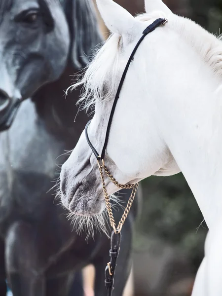 Porträtt av vit arabisk hingst med staty av häst — Stockfoto