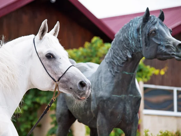 Ritratto di stallone arabo bianco con statua di cavallo — Foto Stock