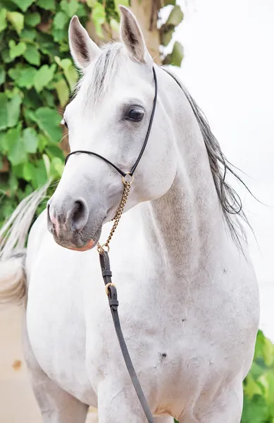 Portrét šedé plnokrevný Arabský hřebec — Stock fotografie