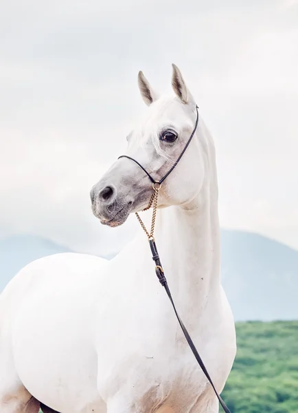 Portrait de bel étalon arabe blanc — Photo