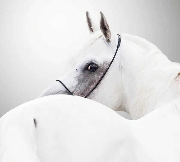 Белый красивый арабский жеребец на белом фоне — стоковое фото