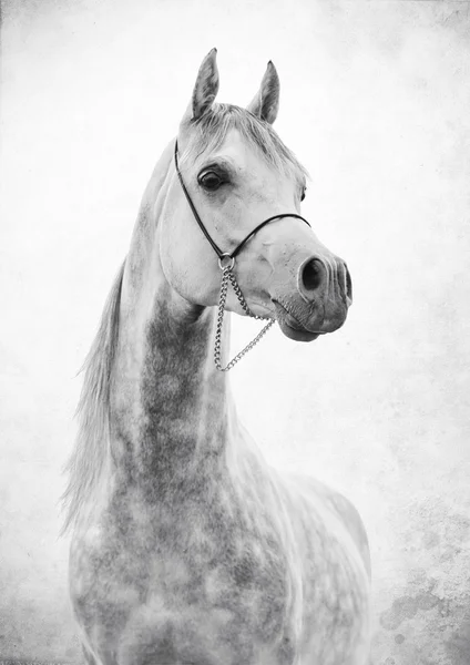 Portrait of gray beautiful arabian stallion at art background — Stock Photo, Image