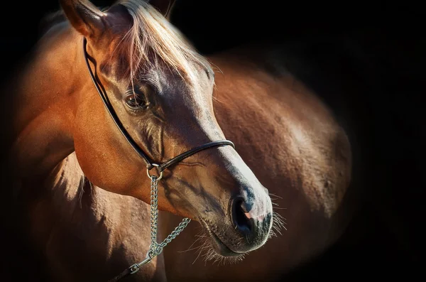 Portrait of young arabian filly at black background — Stock Photo, Image