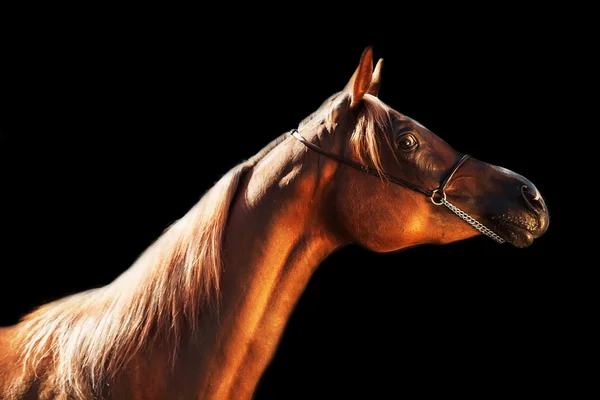 Retrato de jovem árabe filly no fundo preto — Fotografia de Stock