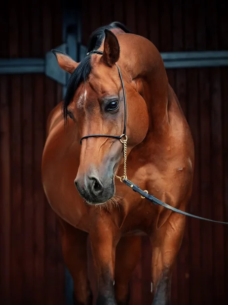 Porträtt av underbara bay arabian stallion — Stockfoto