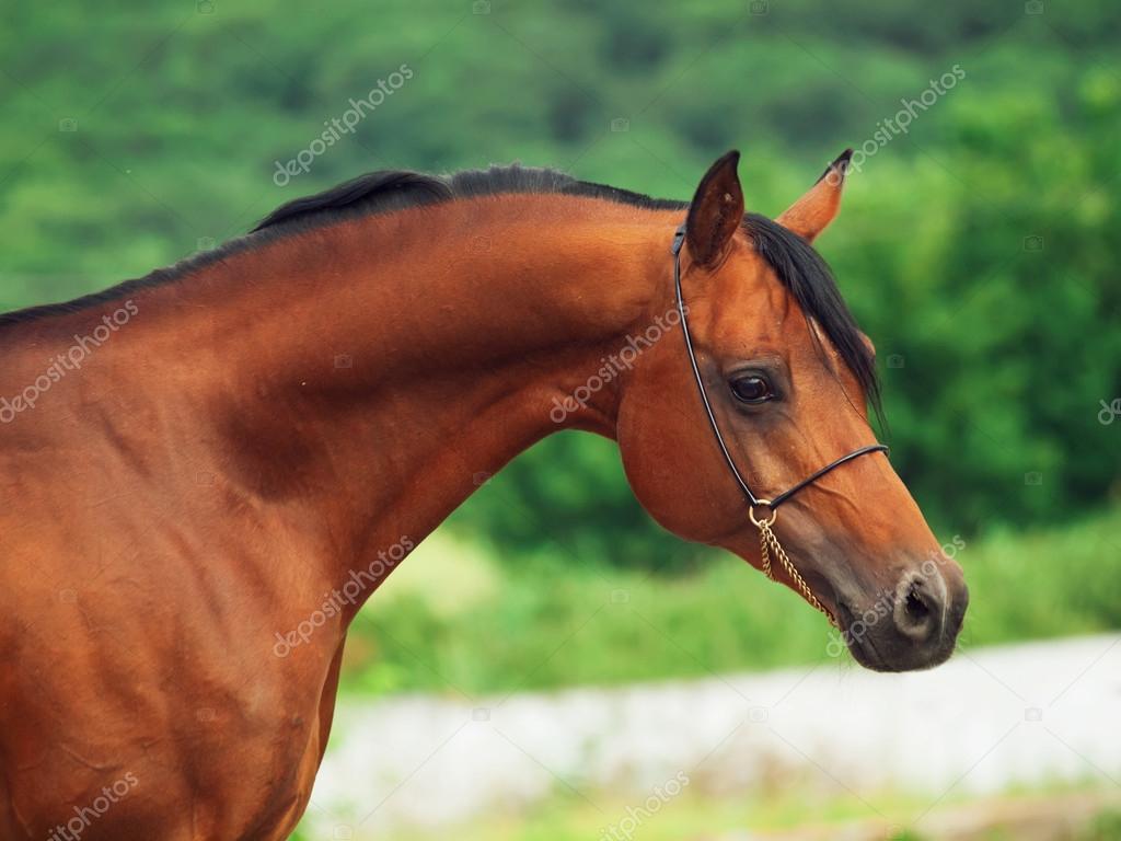 Portrait of bay arabian stallion Stock Photo by ©anakondasp 41707043