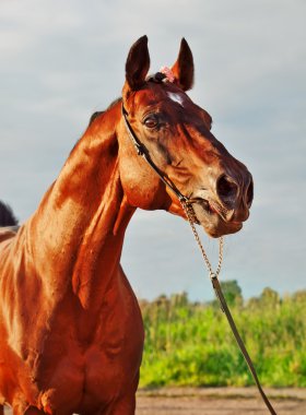 güzel defne sportif aygır çayırda portresi.