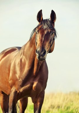 Çayırdaki harika Bay Sportif Aygırı portresi.