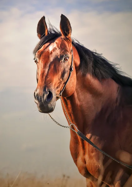 Retrato de maravilhoso garanhão esportivo baía no prado. — Fotografia de Stock